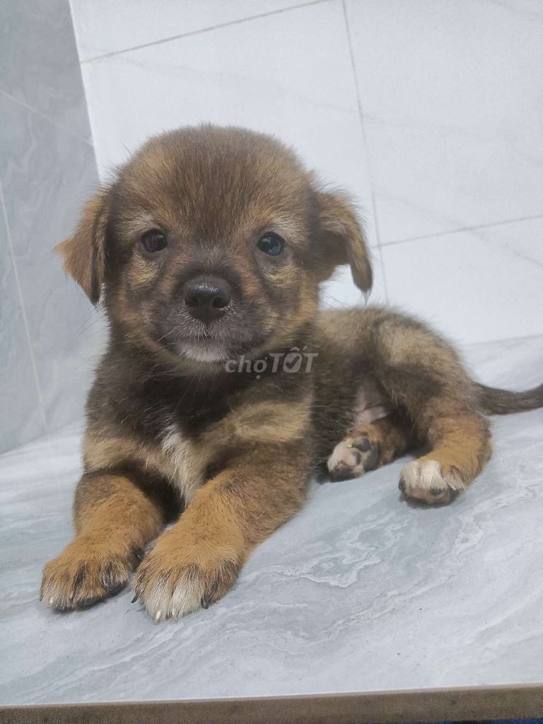 Chó Phốc nhỏ đực 50 ngày tuổi khôn lanh ăn giỏi. Mua bán Chó tại Quận 6 Tp Hồ Chí Minh được đăng bởi Tăng Chí Lương  hình 1