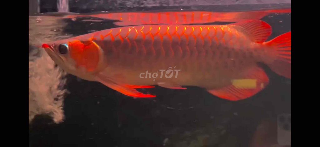 Cá rồng Huyết long 40cm đỏ. Mua bán Thú cưng khác tại Huyện Củ Chi Tp Hồ Chí Minh được đăng bởi Arowana  hình 1