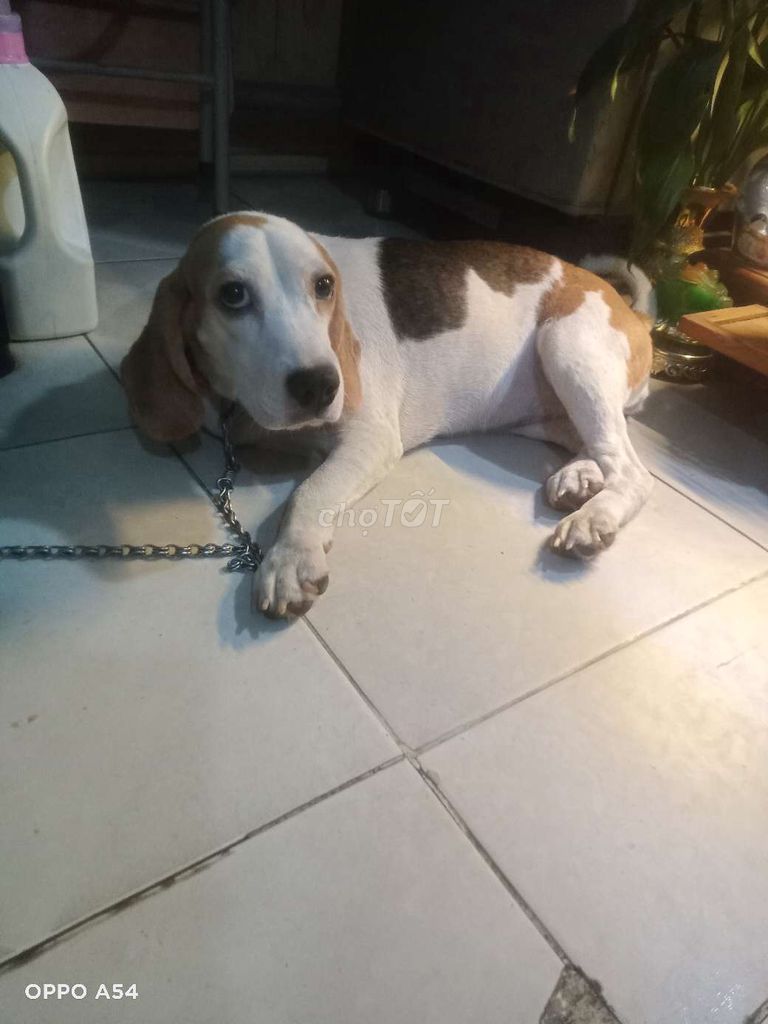 Chó Beagle cái 8 tháng. Mua bán Chó tại Quận Thanh Khê Đà Nẵng được đăng bởi Ngọc hình 1