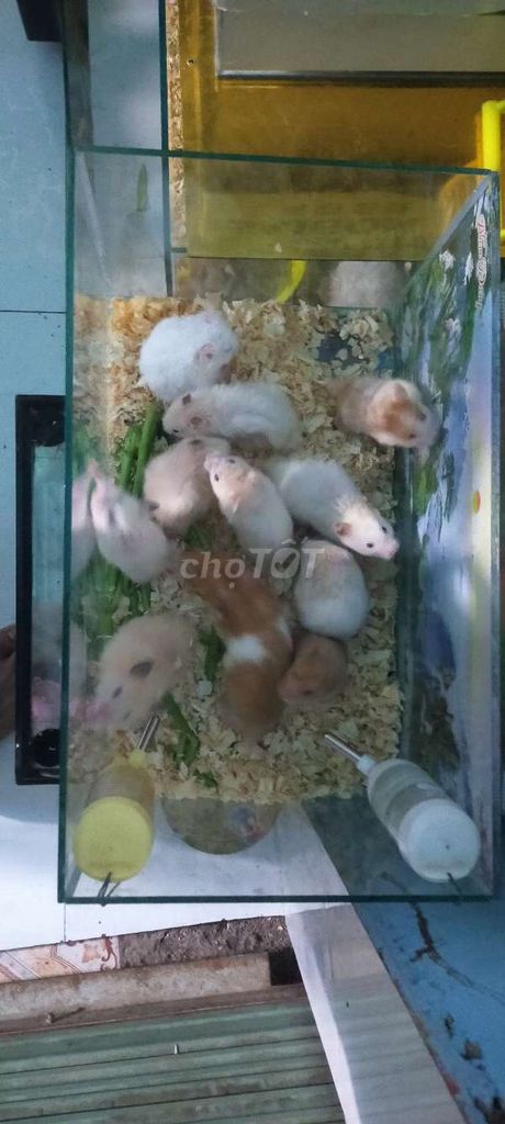 Chuột Hamster nhiều màu 2-3 tháng. Mua bán Thú cưng khác tại Thành phố Dĩ An Bình Dương được đăng bởi Hưng Đình hình 1