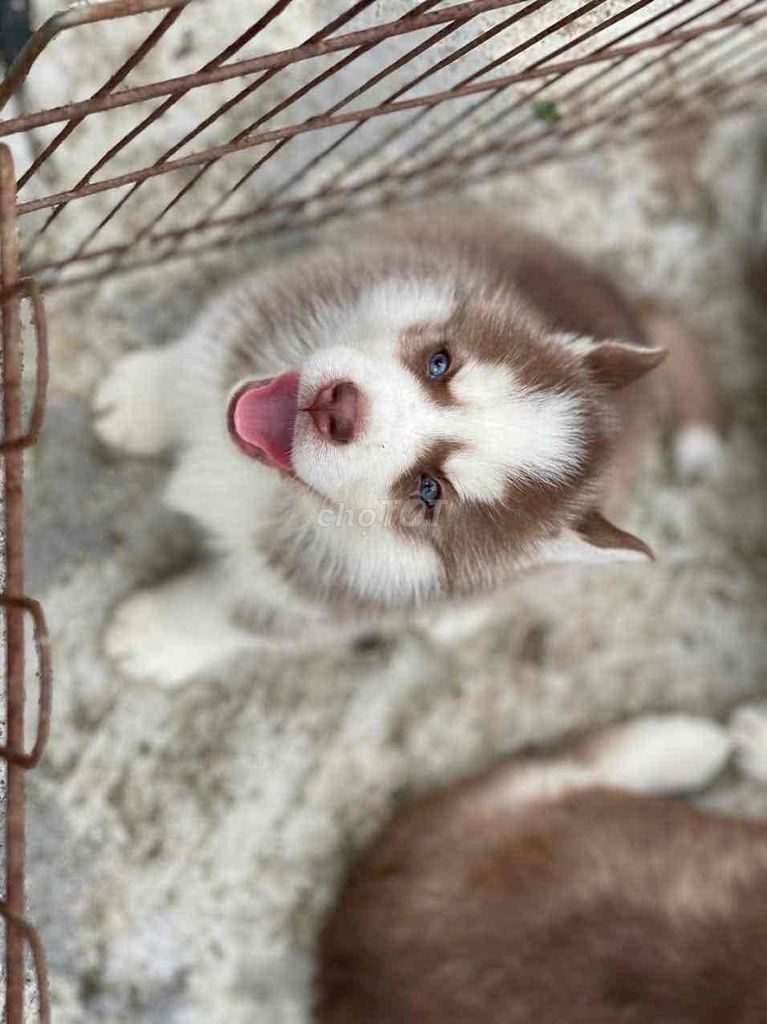 Chó Husky 3 tháng tuổi. Mua bán Chó tại Quận 6 Tp Hồ Chí Minh được đăng bởi Nguyễn Thùy Linh hình 1