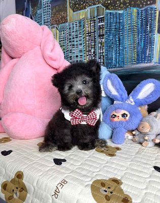poodle tìm nhà mới