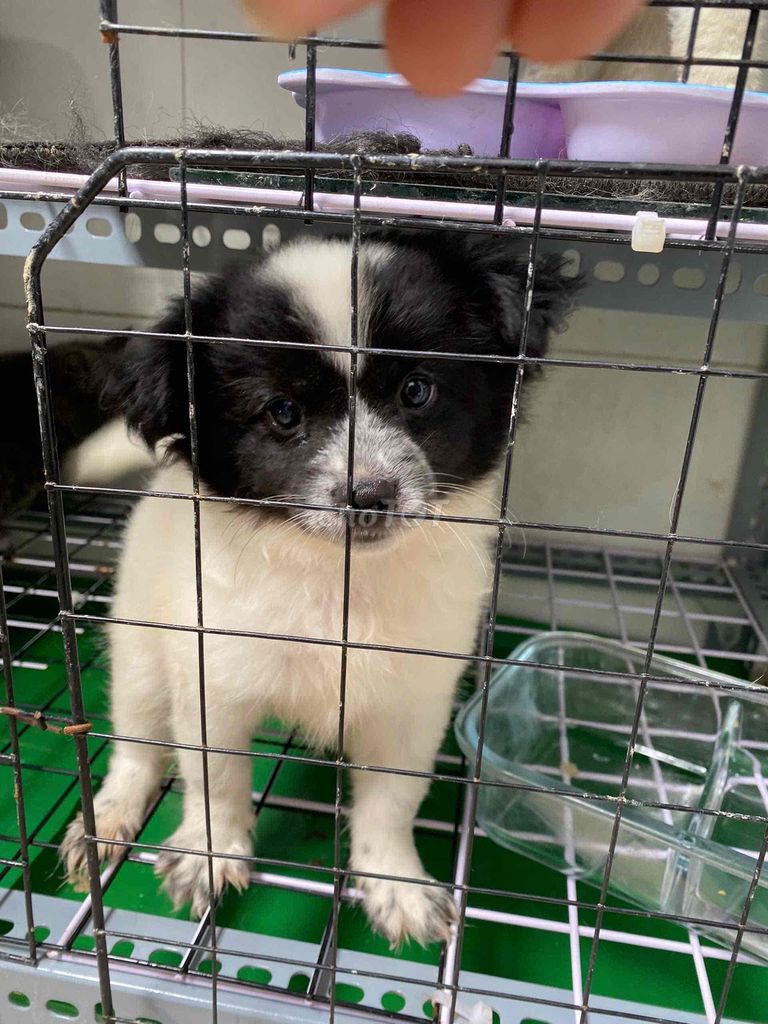 Chó con Đen trắng(corgi lai phóc sóc). Mua bán Chó tại Quận 5 Tp Hồ Chí Minh được đăng bởi Trang hình 1