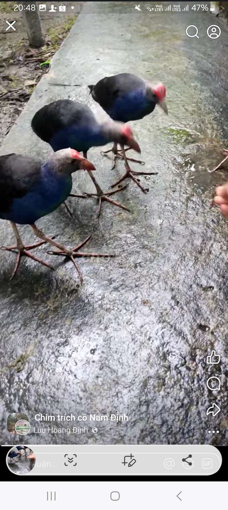 Trang Trại thụy phương bán trích cồ. Mua bán Chim tại Quận Long Biên Hà Nội được đăng bởi tổng kho gia dụng  hình 1