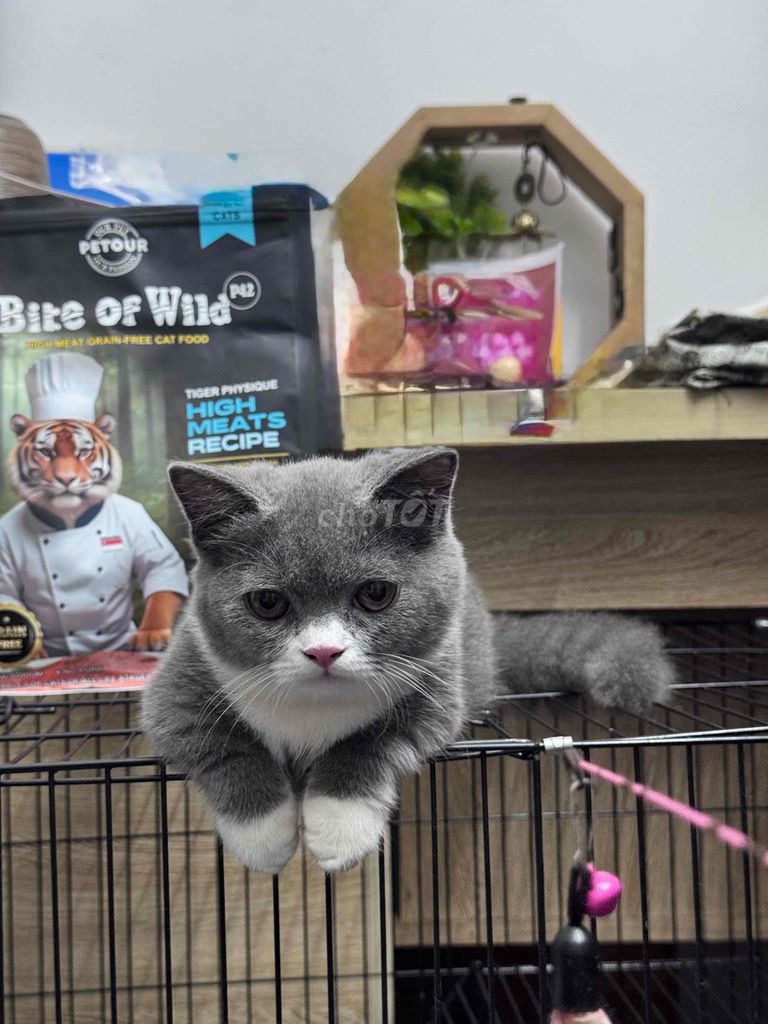 mèo anh lông ngắn, màu xám có 4 tất chân trắng. Mua bán Mèo tại Quận Thanh Xuân Hà Nội được đăng bởi Nguyễn Hữu Dương hình 3