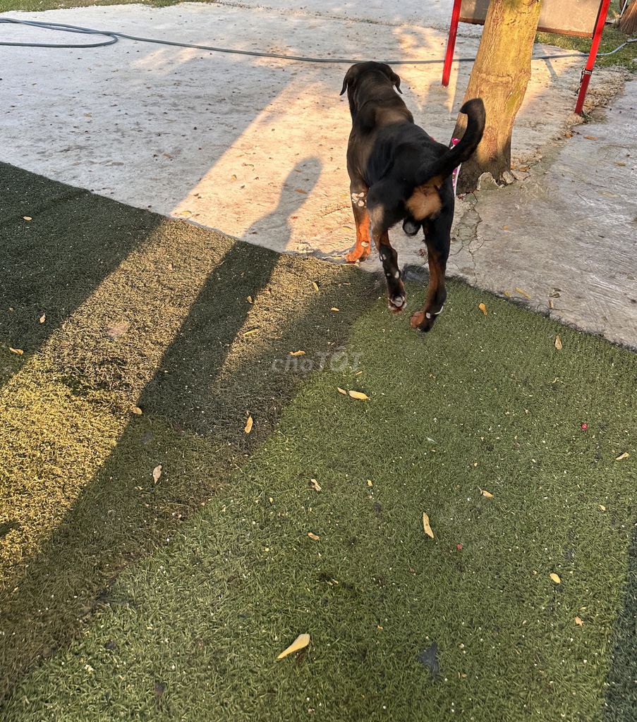 Chó Rottweiler. Mua bán Chó tại Quận Tân Phú Tp Hồ Chí Minh được đăng bởi Lê Đình Đạt hình 1