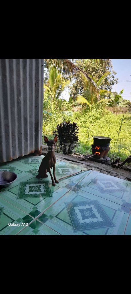 Chó Phốc hươu cái 10 tháng. Mua bán Chó tại Quận Thốt Nốt Cần Thơ được đăng bởi trại phốc hươu hay còn gọi phốc nai ở quận thốt nốt hình 1