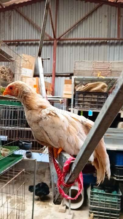 Đôi Tân Châu non cho anh em thích. Có vchuyen
. Mua bán Gà tại Huyện Đông Anh Hà Nội được đăng bởi Trại Gà Hà Nội hình 1