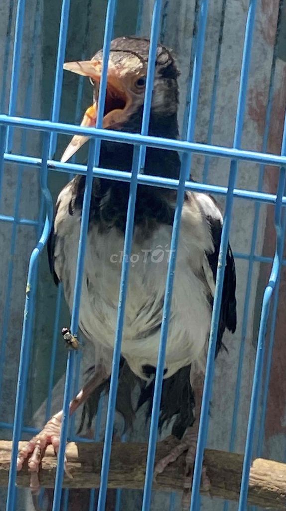 Chim Sáo Ấn Độ. Mua bán Chim tại Quận 12 Tp Hồ Chí Minh được đăng bởi đinh tuân hình 1