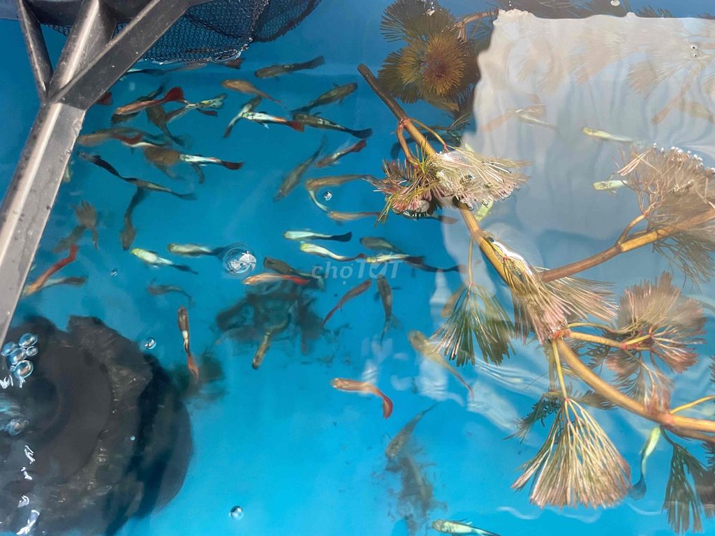 Cá 7màu Úc combo 100c/160k. Mua bán Thú cưng khác tại Quận 12 Tp Hồ Chí Minh được đăng bởi Trần Hữu Lượng hình 1