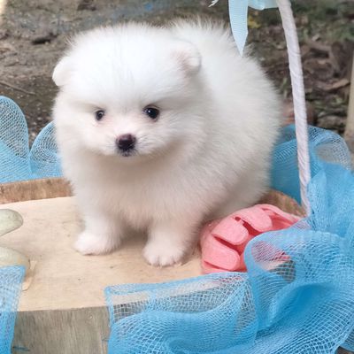 Phốc sóc mini tìm nhà mới. Mua bán Chó tại Huyện Giồng Trôm Bến Tre được đăng bởi Thi