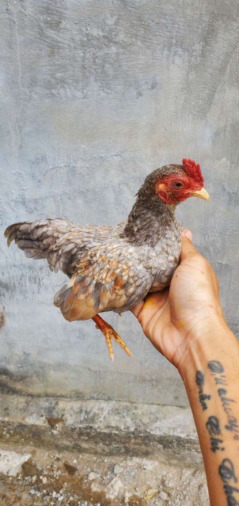 Gà tre cảnh giống Xám. Mua bán Gà tại Huyện Tân Hiệp Kiên Giang được đăng bởi Ha DANG hình 1