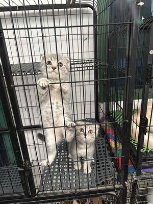 Sale cho 2empes gái tai cụp tabby xám cuối. Mua bán Mèo tại Quận 11 Tp Hồ Chí Minh được đăng bởi Ngọc Ngọc Meow
