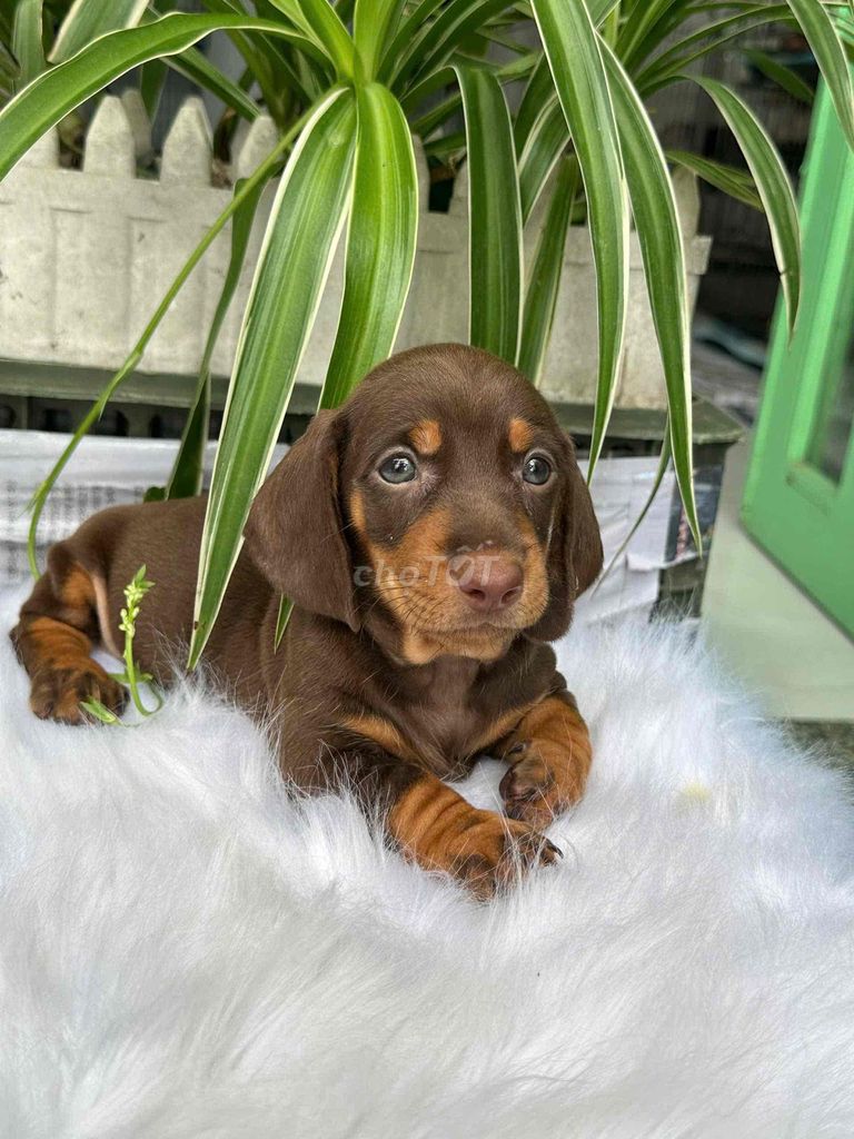 Lạp Xưởng Nâu. Mua bán Chó tại Quận 12 Tp Hồ Chí Minh được đăng bởi văn hình 1