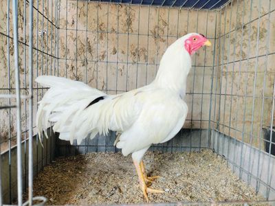 Gà bướm 1k250. Mua bán Gà tại Huyện Củ Chi Tp Hồ Chí Minh được đăng bởi Đại Lý Gà Tre Củ Chi