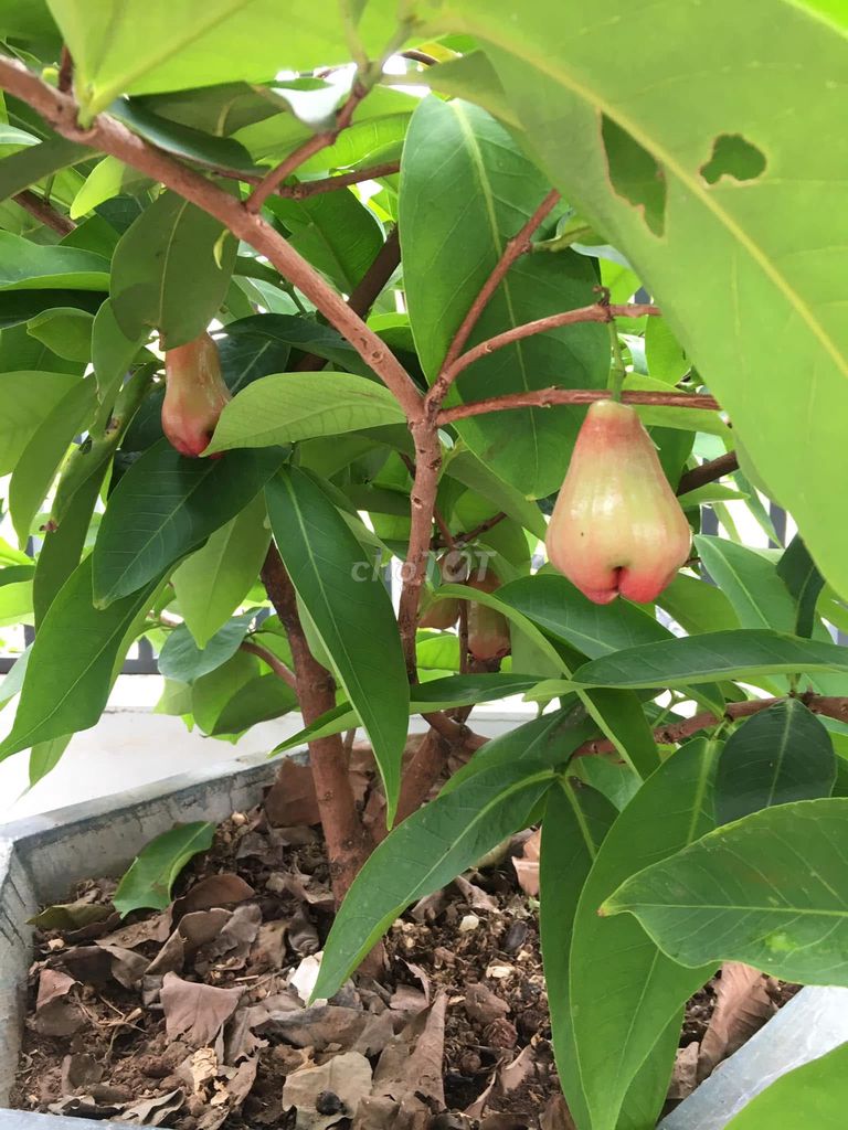 Mận An Phước ( roi đỏ ) cây choai đên cây lớn