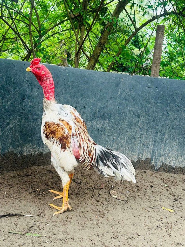 Gà chọi Đa sắc Đực. Mua bán Gà tại Huyện Vĩnh Bảo Hải Phòng được đăng bởi quang hình 1