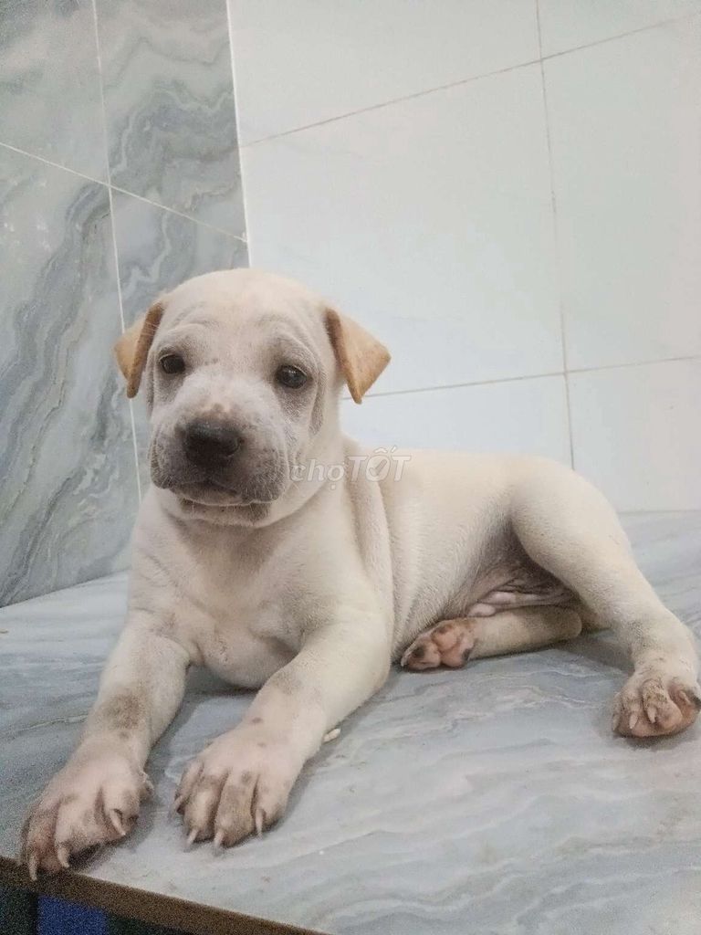 Chó Labrador đực mặt vuông ú dễ thương . Mua bán Chó tại Quận 6 Tp Hồ Chí Minh được đăng bởi Tăng Chí Lương  hình 1