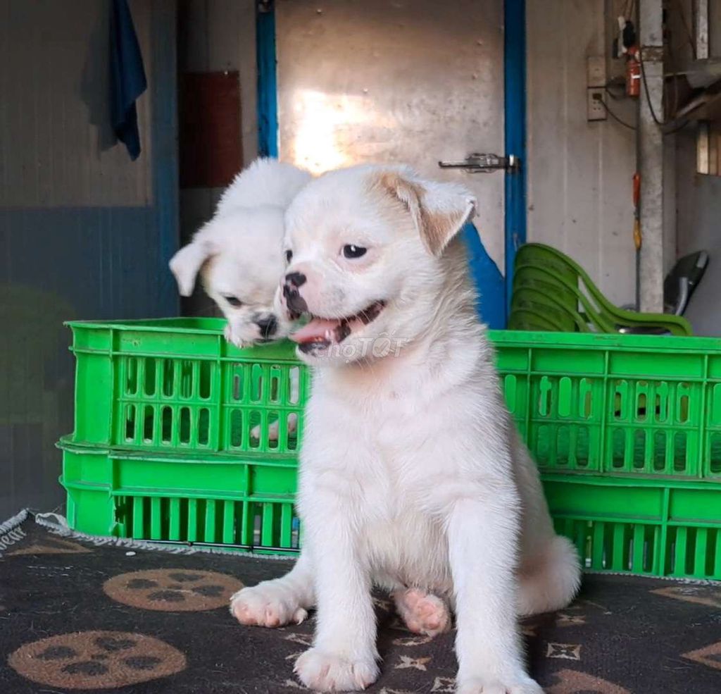 Bé đực pug lai gần 2th. Mua bán Chó tại Thành phố Thủ Đức Tp Hồ Chí Minh được đăng bởi Nguyễn hình 1