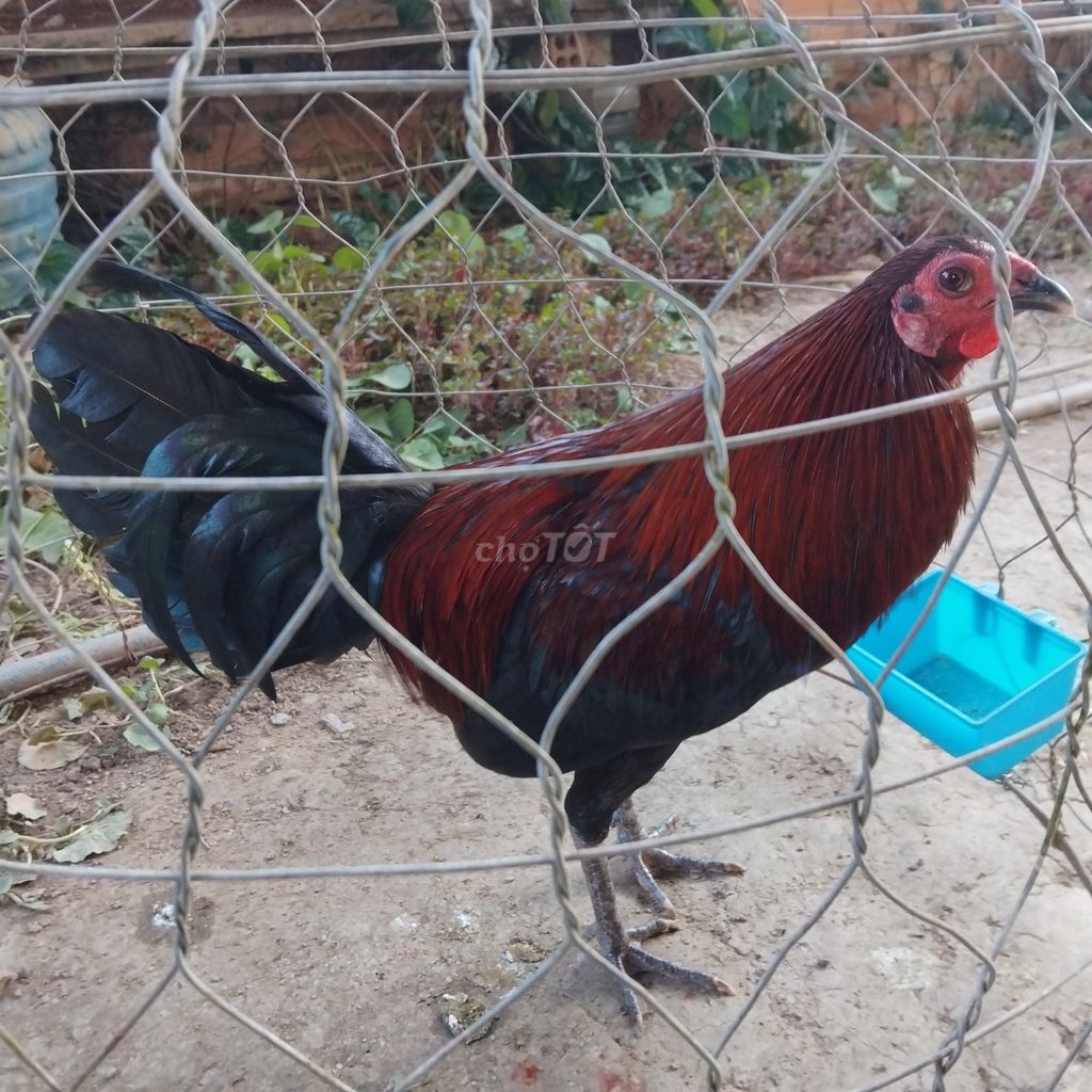 Gà Peru đực 6 tháng. Mua bán Gà tại Huyện Đức Linh Bình Thuận được đăng bởi Hồ Minh Huy hình 1
