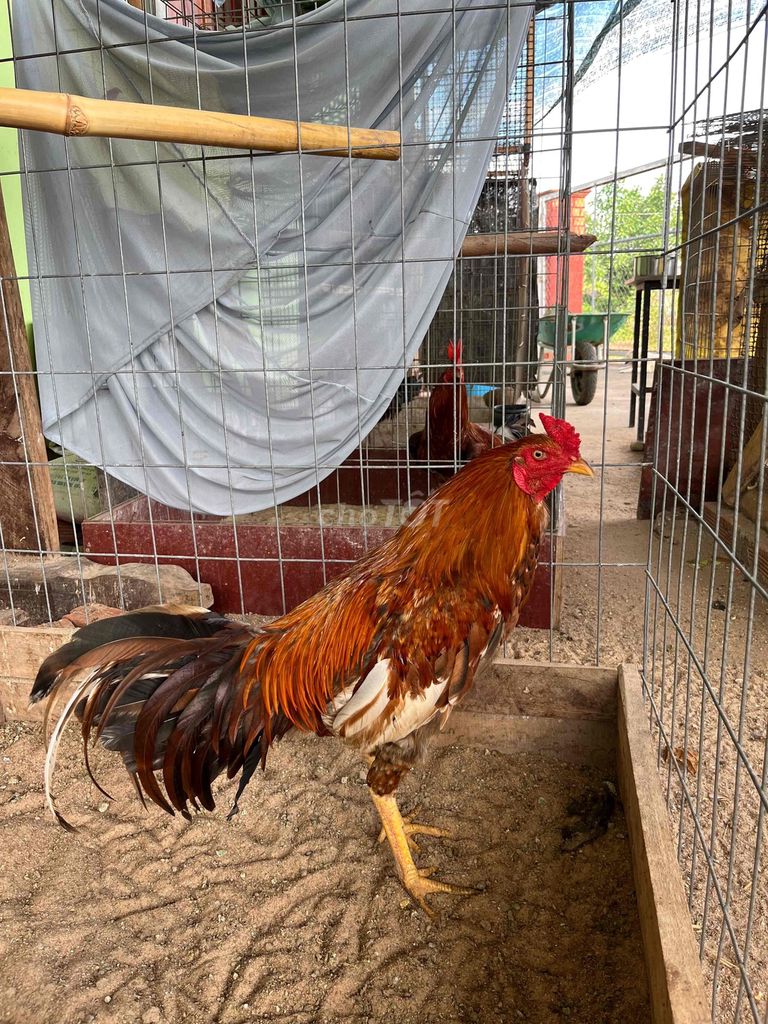 khét bông  2.65kg. Mua bán Gà tại Huyện Đất Đỏ Bà Rịa - Vũng Tàu được đăng bởi Phong CHICKEN hình 1