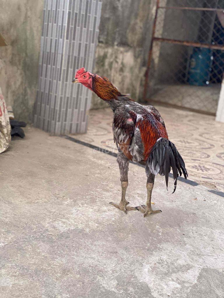cưa đè. Mua bán Gà tại Thị xã Điện Bàn Quảng Nam được đăng bởi nguyen van hoai nhat hình 1