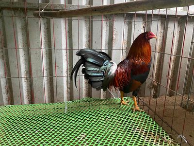 gà điều đỏ 1kg220 về mau chơi. Mua bán Gà tại Huyện Bình Chánh Tp Hồ Chí Minh được đăng bởi Tuấn Gà Đá 