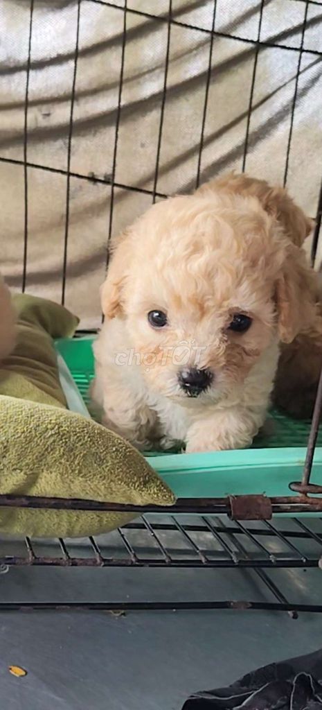 Chó Poodle Tiny Nâu vàng. Mua bán Chó tại Thành phố Vị Thanh Hậu Giang được đăng bởi Cúc Hương hình 1