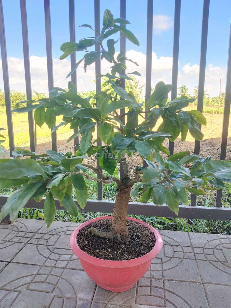 Mai vàng ghép SBBL già mùa. Mua bán Cây cảnh, đồ trang trí tại Huyện Châu Phú An Giang được đăng bởi Thái gà hình 1