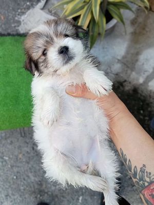 Chó Poodle lai nhật