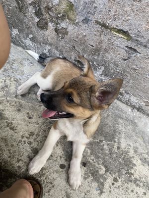 Chó cỏ lai Nhật Nâu trắng đen