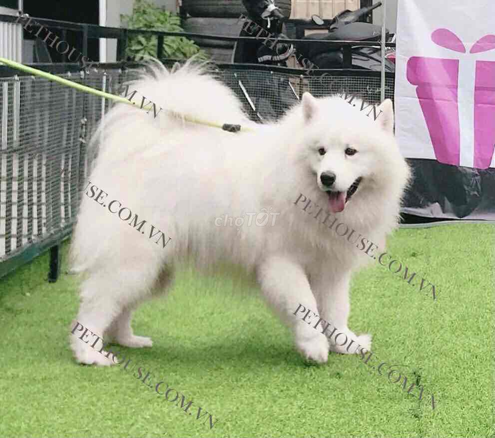 samoyed thuần chủng lông trắng tuyết. Mua bán Chó tại Huyện An Dương Hải Phòng được đăng bởi An Nhiên hình 1