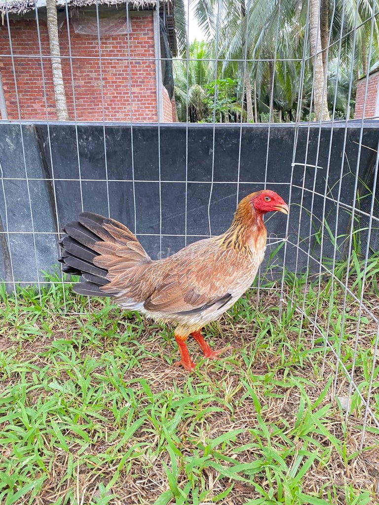 2k4 mái tơ mẻ sịn, chồng cho ăn thịt ăn mà lén ban. Mua bán Gà tại Huyện Mỏ Cày Bắc Bến Tre được đăng bởi Cô Ba Bến Tre hình 1