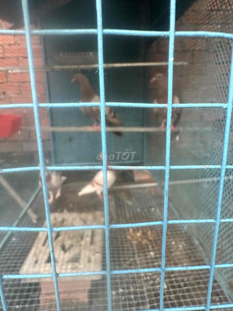 Bồ câu gà cà bồ câu thường. Mua bán Chim tại Huyện Bắc Tân Uyên Bình Dương được đăng bởi Trung hình 1