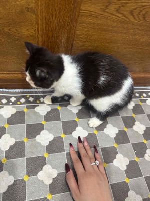 mèo ba tư lai anh lông ngắn form to. Mua bán Mèo tại Quận Thanh Xuân Hà Nội được đăng bởi anh shiper nghèo