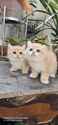 Mèo Anh lông ngắn nhiều màu