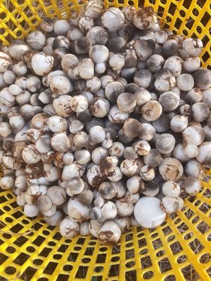 Nấm Rơm. Mua bán Đồ ăn, thực phẩm và các loại khác tại Thị xã Ngã Năm Sóc Trăng được đăng bởi Minh Tài 