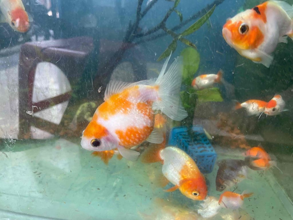 Cá Ping Pong-Ranchu size 1 ngón 20k/1con