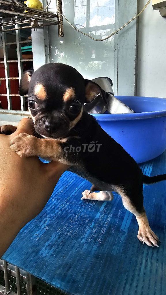 Chó Chihuahua. Mua bán Chó tại Quận Phú Nhuận Tp Hồ Chí Minh được đăng bởi Thành hình 1