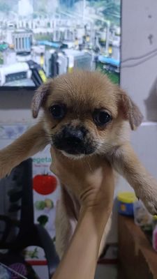 Chó Chihuahua con Nâu