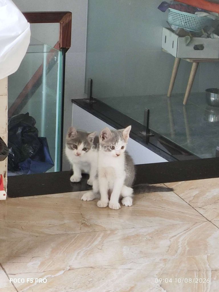 Mèo Anh lông ngắn xám trắng 50 ngày. Mua bán Mèo tại Quận 12 Tp Hồ Chí Minh được đăng bởi Thanh Xuan hình 1