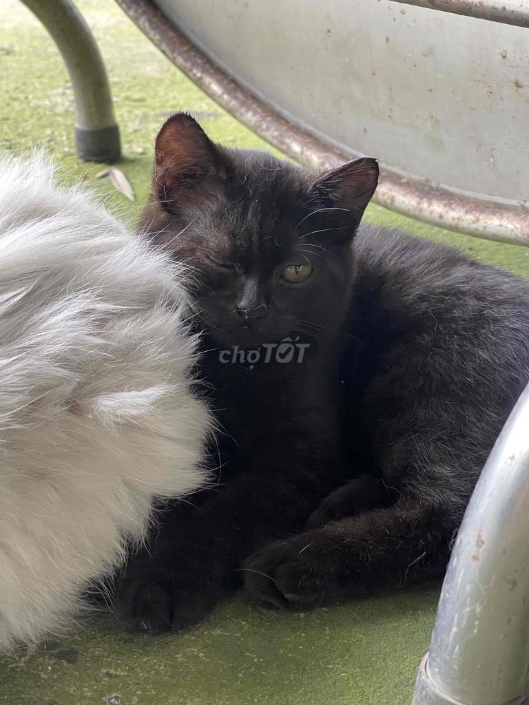 mèo aln-ald nhà đẻ từ 500.000. Mua bán Mèo tại Huyện Bình Chánh Tp Hồ Chí Minh được đăng bởi Linh hình 4