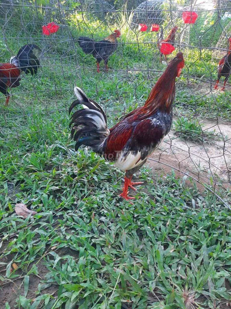 cuban 1kg450 gà zin bao tật lỗi. Mua bán Gà tại Quận Bình Thuỷ Cần Thơ được đăng bởi fai hình 1