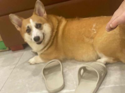 COGRI CÁI CÓ CHIP VKA. Mua bán Chó tại Quận 7 Tp Hồ Chí Minh được đăng bởi james 