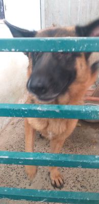 Chó Becgie nâu đen