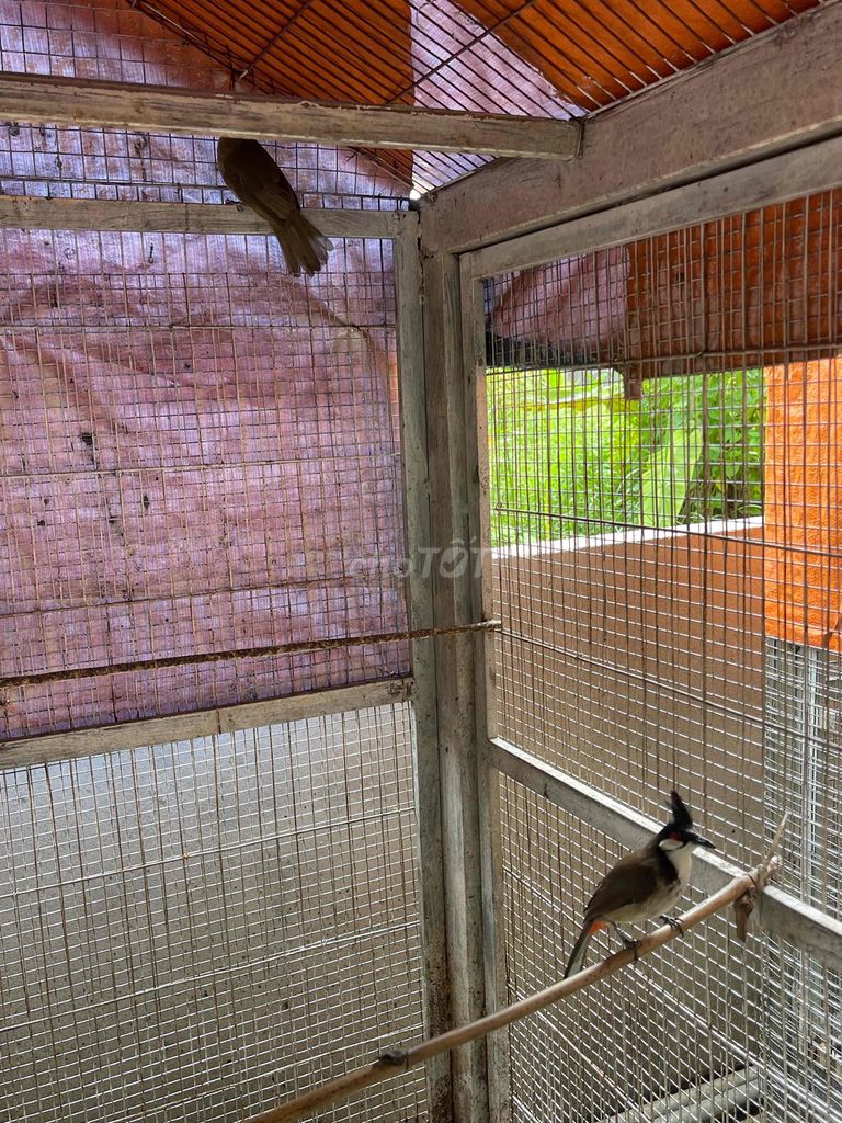 Chim chào mào bổi trên 60% trống. Mua bán Chim tại Huyện Củ Chi Tp Hồ Chí Minh được đăng bởi Nguyentrongnghia hình 1
