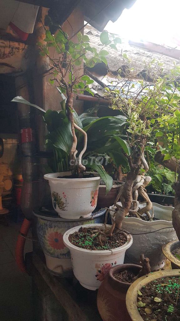 Hoa giấy thanh lí. Mua bán Cây cảnh, đồ trang trí tại Quận Lê Chân Hải Phòng được đăng bởi Manh Nguyen hình 1