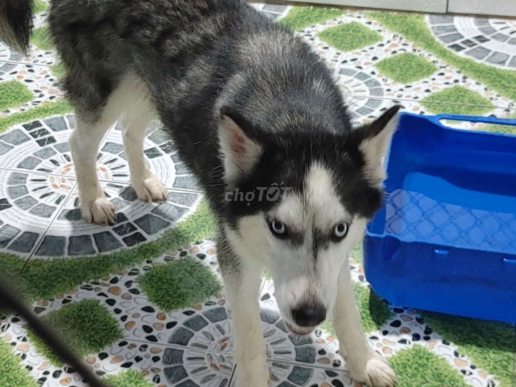 Chó Husky cái 6-7 tháng đã tiêm. Mua bán Chó tại Thành phố Thủ Dầu Một Bình Dương được đăng bởi Nhân Rottweiler  hình 1