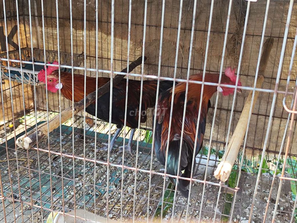 Cặp gà tơ. Mua bán Gà tại Huyện Krông Pắc Đắk Lắk được đăng bởi Pen si hình 1