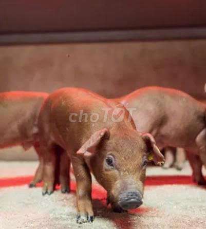 Heo con giống đực 2 tháng tuổi. Mua bán Đồ chuyên dụng, Giống nuôi trồng tại Thị xã Bình Minh Vĩnh Long được đăng bởi Hồng Hoa hình 1